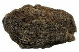 Fossil Tyrannosaur (T rex) Vertebra Section - Wyoming #350458-1